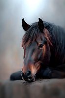 Close-up portrait of dark bay horse lying down at sunset, soft focus on eye and facial features against blurred natural background, dramatic lighting creates mood.