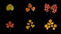 Six colorful autumn leaves set isolated on transparent background, ready for T-shirts, stickers, clipart, sublimation, and print on demand design use.