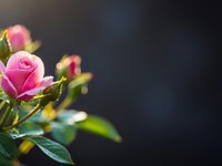 Pink rose blooms with green foliage against dark blurred background creating romantic floral composition with copy space for text and design projects.