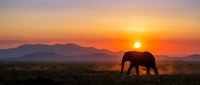 African elephant silhouette walking across savanna grassland during golden hour sunset with mountain ranges in background creating dramatic wildlife scene.