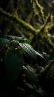 Fresh green leaves with water droplets in natural forest setting with soft bokeh background for organic wellness and nature concepts.
