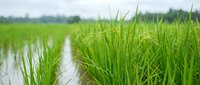 Young green rice plants growing in flooded paddy field with water channels, agricultural farming landscape for sustainable food production.