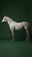 Elegant white horse standing in profile against dark green studio background for equestrian and animal photography projects.