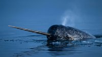Narwhal whale swimming in arctic ocean waters with distinctive spiral tusk visible above surface under blue sky with clouds in marine wildlife habitat.