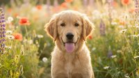 Golden retriever with tongue out sitting in wildflower meadow with purple and orange blooms. Pet portrait for animal lovers and dog breed enthusiasts.