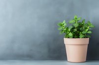 Fresh green oregano plant in terracotta pot against textured gray wall background, minimalist home decor with copy space for text.