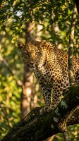 Majestic leopard resting on tree branch in dappled sunlight, showcasing spotted coat pattern and intense gaze in natural forest habitat for wildlife photography.