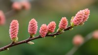 Pink cone-shaped flowers blooming on branch against blurred green background, macro nature photography showing delicate spring flora details.