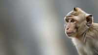 Young macaque monkey portrait with expressive eyes and natural fur texture against soft blurred background for wildlife and nature projects.