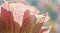 Macro shot of delicate pink and cream flower petals with fine veining detail, soft blurred background, botanical nature photography for floral design and garden themes.