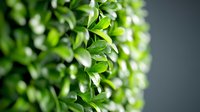 Fresh green leaves with water droplets on blurred foliage background, suitable for nature, wellness, environmental and organic product marketing materials.