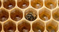 Honeybee emerging from hexagonal wax cell in natural beehive comb filled with golden honey for apiary and beekeeping concepts.