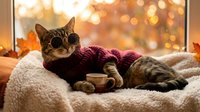 Cozy tabby cat wearing knitted sweater relaxing with coffee cup on soft blanket by window with warm autumn bokeh lights creating peaceful indoor atmosphere.