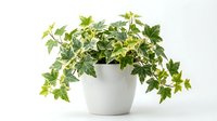 Potted trailing plant with variegated green and yellow foliage in white ceramic container, isolated on white background for interior design and home decor projects.
