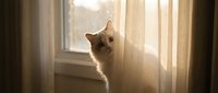 Fluffy ginger cat sitting by window with sheer curtains, looking upward in warm sunlight, suitable for pet, home decor, and lifestyle content.