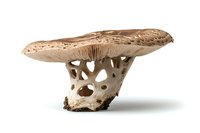 Detailed macro view of parasol mushroom showing gills and stem structure on white background, isolated fungus specimen for nature and botanical studies.