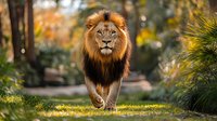 Majestic male lion walking on grass path in autumn forest setting, golden sunlight illuminating his impressive mane, creating dramatic wildlife atmosphere.