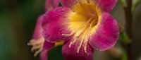 Vibrant purple and yellow daylily flower with delicate petals and prominent stamens blooming in natural garden setting with soft green background.