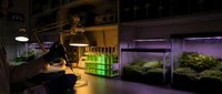 Modern indoor hydroponic farm with LED grow lights illuminating green leafy vegetables in controlled environment agriculture facility for sustainable food production.