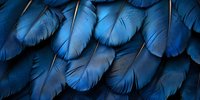 Macro view of vibrant blue feathers creating natural pattern with layered texture and subtle light reflection, showing intricate details of plumage structure.