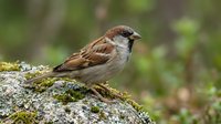 Small brown sparrow perched on moss-covered rock with blurred green foliage background, suitable for wildlife, nature, and ornithology educational materials.