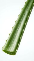 Close-up of green plant stem with small thorns isolated on white background, suitable for botanical, nature, and educational design projects.