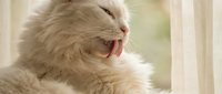 Fluffy white long-haired cat yawning with mouth wide open near window, showing pink tongue and relaxed expression for pet care and feline behavior content.