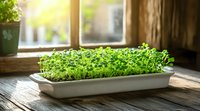 Fresh microgreens growing in white container on wooden windowsill with natural sunlight, home gardening for healthy eating and sustainable lifestyle.