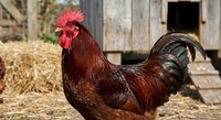 Proud rooster with vibrant red comb standing in rustic farmyard setting with hay bales and weathered wooden barn background for agricultural themes.