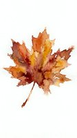 Watercolor autumn maple leaf in warm orange and red tones isolated on white background for seasonal design projects and fall decorations.
