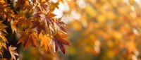 Vibrant autumn maple leaves in warm golden sunlight with soft bokeh background creating peaceful seasonal atmosphere for fall decorating projects.