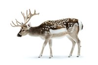 Spotted fallow deer buck with large antlers standing in profile on white background, isolated cutout for creative design and commercial use.