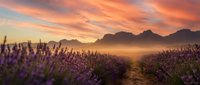 Lavender field at sunrise with mountain silhouettes and golden mist. Purple flowers bloom along pathway under dramatic orange pink sky. Rural agriculture landscape.