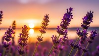 Lavender flowers blooming in field at golden sunset with warm light creating peaceful aromatherapy and wellness atmosphere for spa and relaxation concepts.