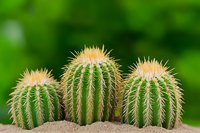 Three round barrel cacti with prominent golden spines growing in sand against blurred green background, creating minimalist desert garden composition.