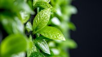 Fresh green mint leaves with water droplets on stem, ideal for culinary, wellness, and beverage design projects.