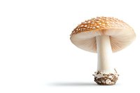 Amanita muscaria mushroom with orange-spotted cap and white stem isolated on white background, detailed macro photography showing natural texture and pattern.