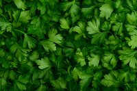 Fresh parsley leaves create natural green background pattern. Organic herbs close up view shows detailed texture and vibrant color for culinary and food concepts.