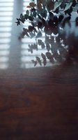 Dried eucalyptus leaves casting shadows on wooden floor with natural window light, creating minimalist botanical composition for interior design and lifestyle projects.