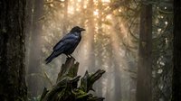 Black crow perched on moss-covered branch in misty forest with golden sunlight filtering through trees creating atmospheric woodland scene.