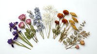 Collection of dried pressed flowers and herbs arranged on white background for botanical crafts, scrapbooking, and natural decoration projects.