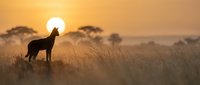Silhouette of wild dog standing in tall grass during golden hour sunset with acacia trees in African savanna landscape creating dramatic wildlife scene.