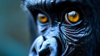 Extreme close-up of primate eyes showing intense amber iris detail and dark textured skin, dramatic lighting creates mysterious mood for wildlife photography.