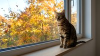 Tabby cat sitting on a windowsill gazing outside at vibrant autumn foliage with golden and orange leaves in the background.