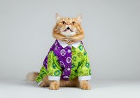 Orange tabby cat wearing colorful purple and green patterned sweater on white background, isolated pet clothing for design, apparel mockups, and humorous animal fashion projects.