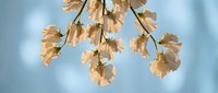 Delicate autumn maple leaves hanging on thin branches against soft blue sky background, perfect for seasonal design projects and nature themes.