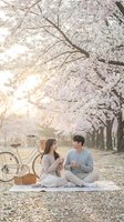 Young Asian couple enjoying romantic picnic under blooming cherry blossom trees with vintage bicycle and basket during golden hour spring morning.
