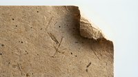 Cracked dried mud texture with curled edges showing natural erosion patterns and earth tones for backgrounds and design projects.