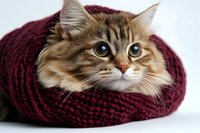 Fluffy long-haired cat with bright blue eyes peeking out from burgundy knitted scarf on white background, close-up portrait showing adorable feline expression.