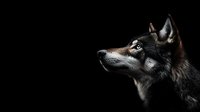 Dramatic side profile of alert wolf dog with piercing eyes against dark background, highlighting facial features and fur texture in moody lighting style.